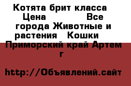 Котята брит класса › Цена ­ 20 000 - Все города Животные и растения » Кошки   . Приморский край,Артем г.